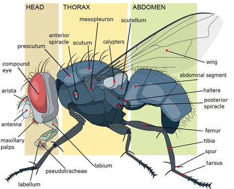 Mosquito Eye Anatomy PeepsBurgh Com