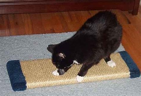 I'm totally in love with this adorable cactus kitty scratcher and i'm going to diy cactus sisal rope scratcher (via www.kayleeeylander.com). Feline Design Flat Platforms - sisal cat scratching ...