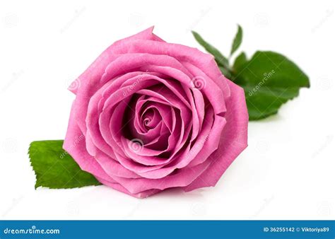Eleletsitz Single Pink Rose Stem Images