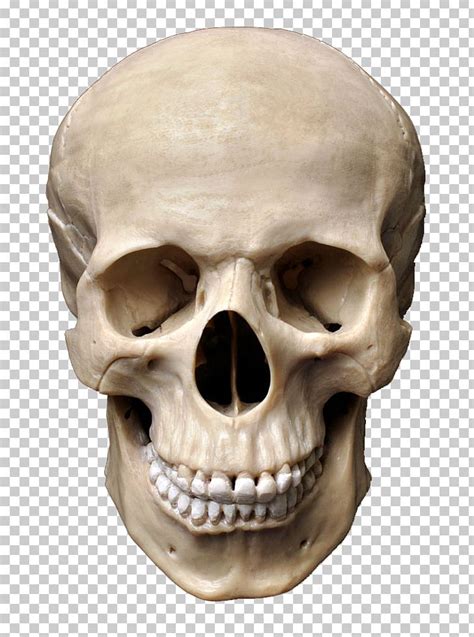 Skull, skeletal framework of the head of vertebrates, composed of bones or cartilage, which form a unit that protects the brain and some sense organs. Skull Human Skeleton Stock Photography Homo Sapiens Bone PNG, Clipart, Bone, Brain, Creative ...