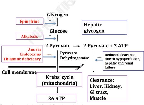 Figure 1 From Lactic Acidosis Hyperlactatemia And Sepsis Semantic