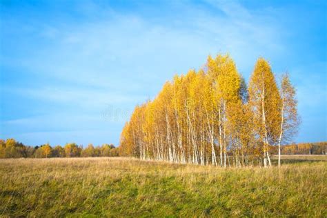 Beautiful Autumn Landscape With Yellow Birches On A Sunny Day Stock