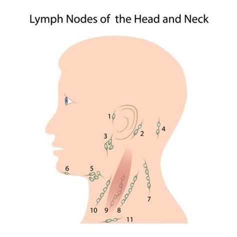 Lymph Nodes Of The Head And Neck Diagram Quizlet