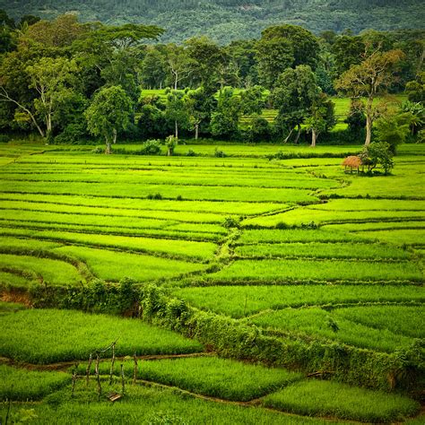 Paddy Field Photo And Image Asia Sri Lanka South Asia Images At Photo