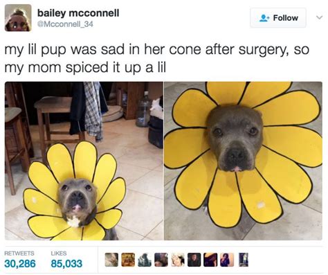 This Mum Who Made Her Dogs Cone Into Something Wonderful Cute