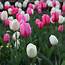 Buy Tulip Collection Pink And White Tulips £999 Delivery By Crocus
