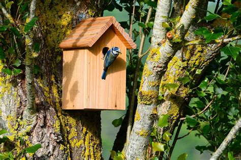 Voici Comment Attirer Les Oiseaux Dans Son Jardin Conseils Et Astuces