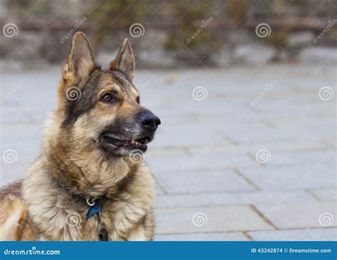 German Shepherd Dog Looking Out Of Frame Stock Photo Image Of Stare