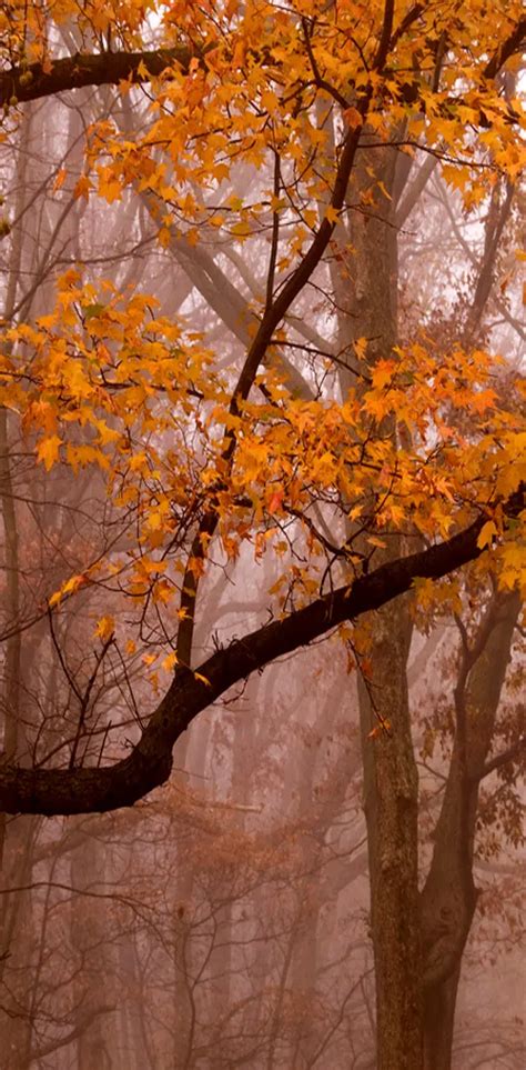 autumn fog wallpaper by sllver download on zedge™ 02d3