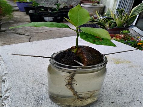 Simply buy an avocado, take it home, eat it, release the seed (which is. How to Grow an Avocado Tree From Seed - Mike's Backyard ...