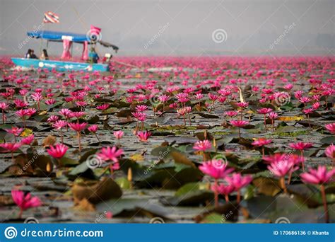 Morning Scene Of Red Lotus Lake Or Talay Bua Daeng In Udon Thani