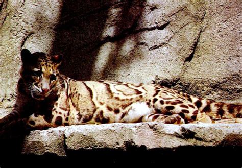 The Rare Beautiful Clouded Leopard Beautiful Big Wild Cat