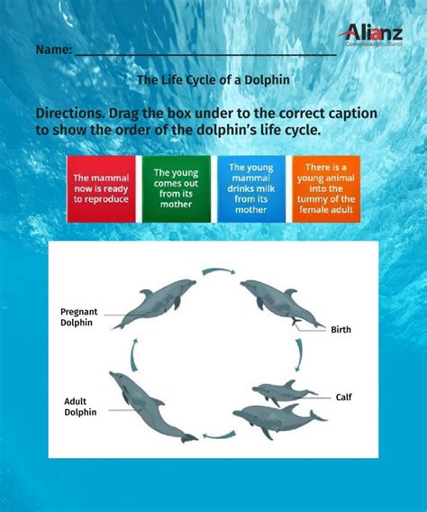 Life Cycle Of Dolphins Worksheet Life Cycles Teaching Advice States