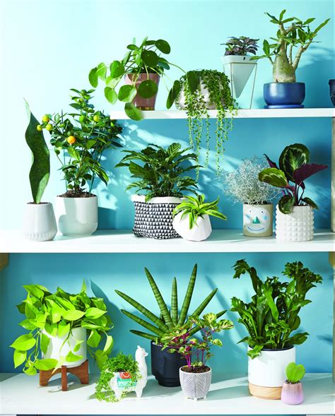 20 Indoor Plants That Are Easy To Care For Chatelaine