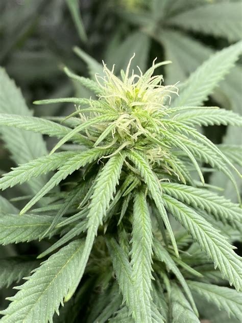 Beginners Luck First Grow 4 Weeks Into Flower Thcfarmer Cannabis