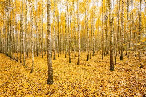 Birch Trees In Autumn Woods Forest Yellow Foliage Russian Forest