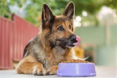 Appetite Stimulants For Dogs 7 Vet Recommended Picks Great Pet Care