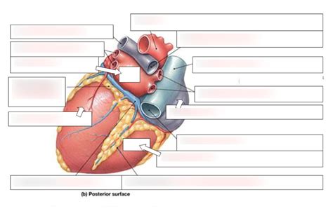 Superficial Posterior View Of Heart Diagram Quizlet