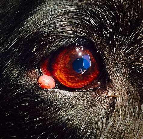 Here Is A Photo Of A Dog Patient With A Full Thickness Eyelid Mass