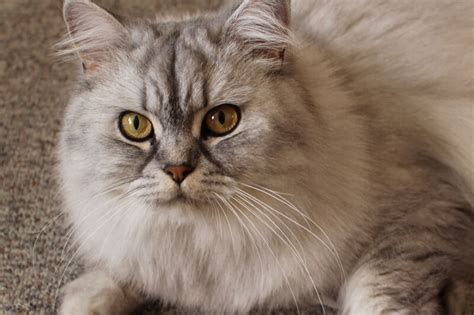 Domestic Long Hair Tabby Cat