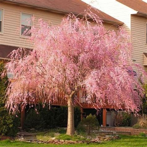 Fast ship on conifers, shade trees, flowering trees and at tn nursery. Pink Weeping Cherry Tree- Flowering Cherry Trees for Sale ...