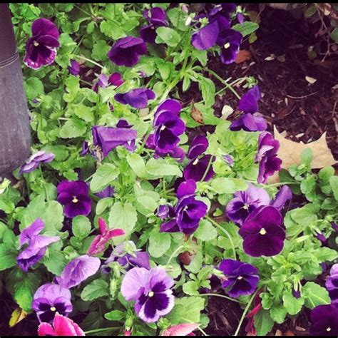 Pansies And My Attempt To Use Instagram Pansies Green Thumb Plants