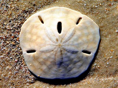 The Legend Of The Sand Dollar A Heart For Women