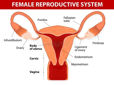 Female Reproductive System Stock Vector Illustration Of Contraception