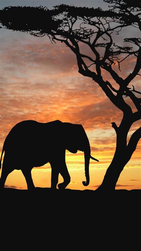 Download African Scenery Elephant Sunset Iphone Wallpaper