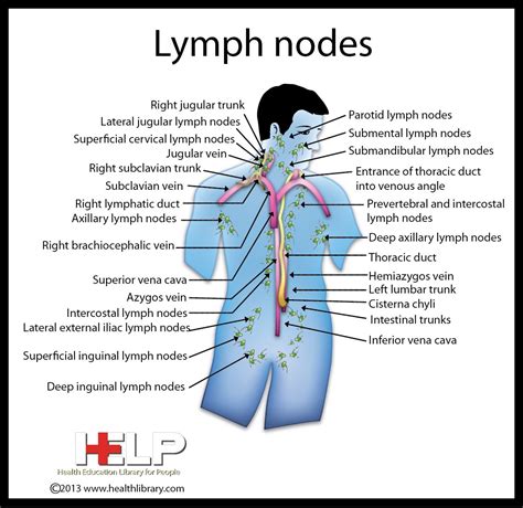 Lymph Nodes Jugular Lymph Nodes Lymphatic System Cervical Nursing