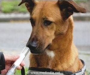 Your dog is acting fine … but has cancer. Farm Dog Protects Abandoned Newborn Baby