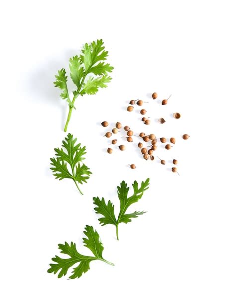 Premium Photo Coriander Leaf And Seeds Isolated On White Surface Top