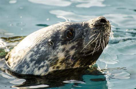 Grey Seal Free Stock Photo Public Domain Pictures