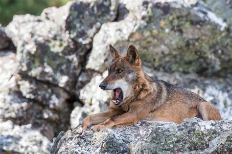 Premium Photo The Iberian Wolf