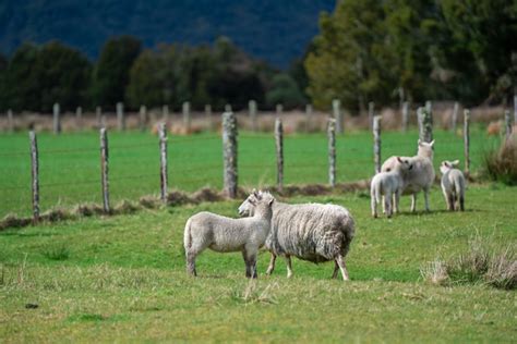 Premium Photo Sheep Grazing In Field