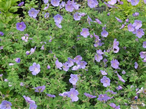 Geranium Himalayense ‘irish Blue Penlan Perennials Nursery