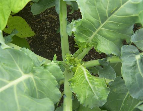 Growing Packman Broccoli 6 Weeks After Transplant Eat
