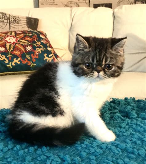 In the late 1950s, the persian was used as an outcross by some american shorthair breeders. Exotic Shorthair Cats For Sale | Milwaukee, WI #201955