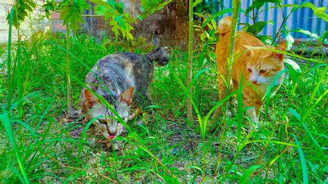What Is A Feral Cats Lifespan The Cat Bandit Blog