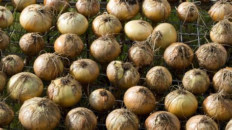 Onion Growing Problems 8 Issues And How To Avoid Them