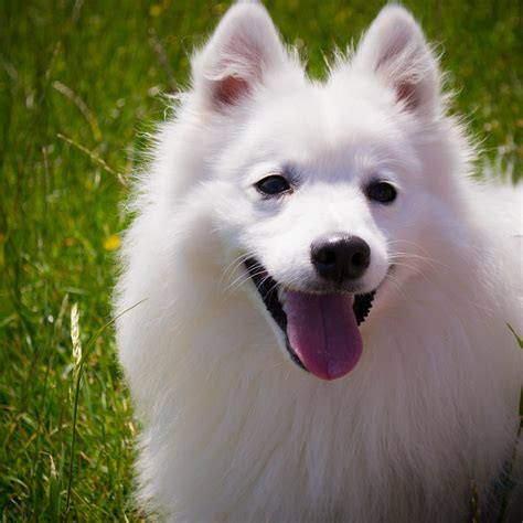 Free Images Hair White Puppy Animal Cute Canine