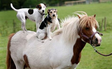 10 Impawsibly Cute Dogs Ride Horses And It Is Mutherpuppin