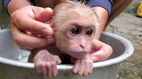 Baby Monkey Obediently Takes A Bath Youtube