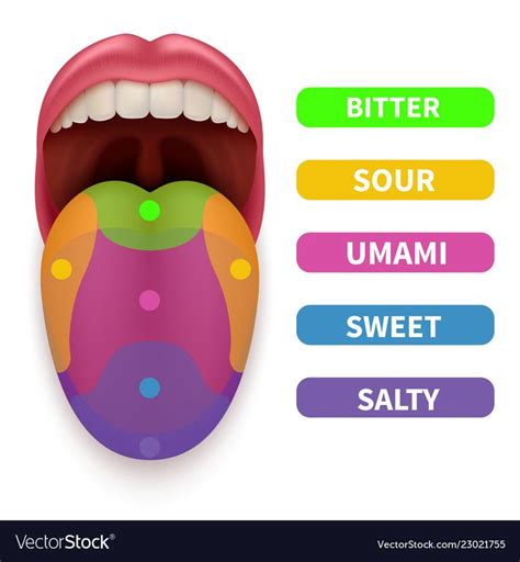 Realistic Tongue With Basic Taste Areas Tasting Vector Image On