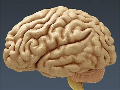 ما هي المهنة الأكثر ضرراً على دماغ الإنسان؟