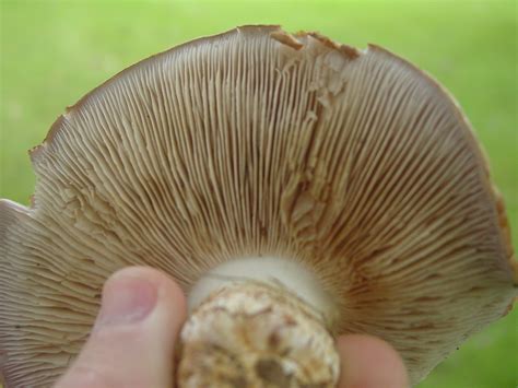 5 Indiana Ids Mushroom Hunting And Identification