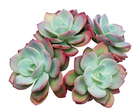 Flowers are the best carriers of love that are absolutely perfect to convey your affection to that special someone in life. Cheap Valentine's Day Flowers | Cheapism.com