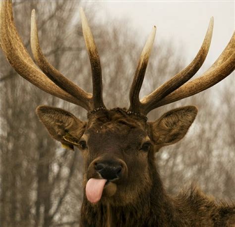 20 Stunning Funny Deer Wallpapers
