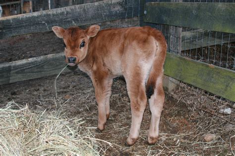 Miniature Cows For Sale In Tennessee