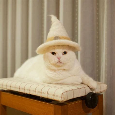 Check spelling or type a new query. Cats in Hats Made from Their Own Fur - Meowingtons